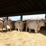 20171107_tabori_ttsz