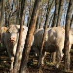 20171107_tabori_ttsz