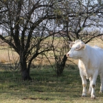 20171107_tabori_ttsz