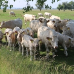 20180531_abauj_csobad