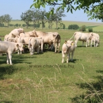 20180531_abauj_csobad