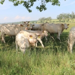 20180531_abauj_csobad