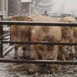 Hegyalja-Bos Kft. STV 2020. január