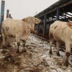 Hegyalja-Bos Kft. STV 2020. január