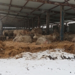 Hegyalja-Bos Kft. STV 2020. január