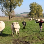 Abaúji Papp Charolais TTSZ
