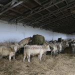 Abaúji Charolais TTSZ 2020