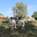 Abaúji Papp Charolais TTSZ