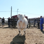 Küllemi tanfolyam 2022