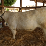 Hódmezővásárhely 2022