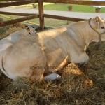 Hódmezővásárhely 2022