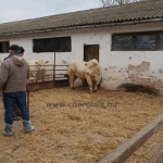 NAT-SER Kft. STV minősítés